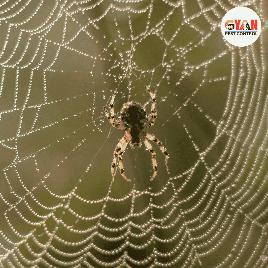 Spider Control